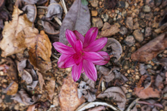 Curcuma zedoaria