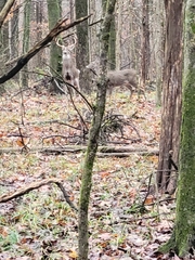 Odocoileus virginianus