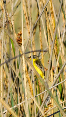 Pseudocolopteryx sclateri