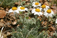 Richteria pyrethroides