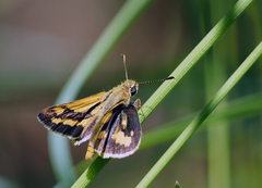 Ocybadistes walkeri sothis