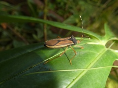 Anasa nigricollis
