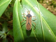 Anasa nigricollis