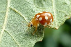 Vibidia duodecimguttata