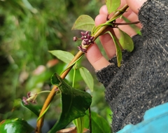 Vincetoxicum barbatum