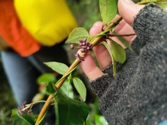 Vincetoxicum barbatum