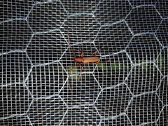Cordylomera karschi