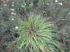 Hemerocallis minor