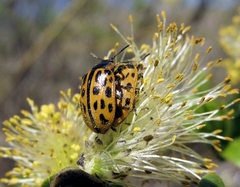 Chrysomela vigintipunctata