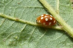 Vibidia duodecimguttata