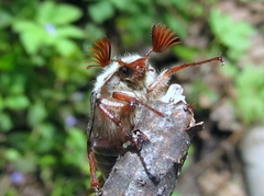 Melolontha melolontha