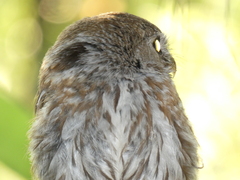 Glaucidium perlatum