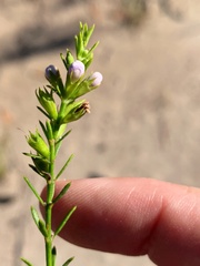 Westringia tenuicaulis