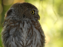 Glaucidium perlatum