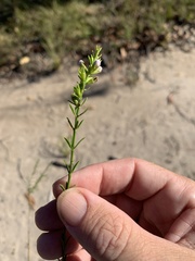 Westringia tenuicaulis