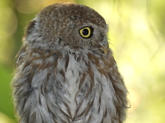 Glaucidium perlatum