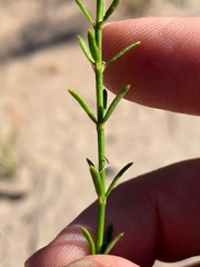 Westringia tenuicaulis
