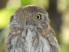 Glaucidium perlatum