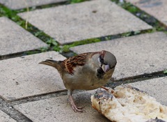 Passer domesticus