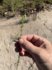 Westringia tenuicaulis