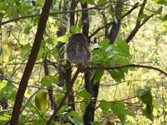 Glaucidium perlatum