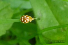 Vibidia duodecimguttata