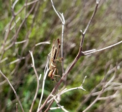 Paramantispa prolixa