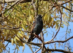 Sturnus vulgaris