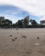 Columba livia domestica