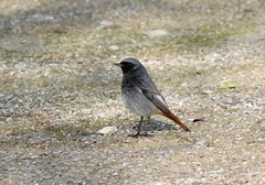 Phoenicurus ochruros