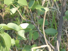 Catopsilia florella