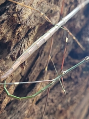 Candovia annulata