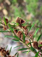 Aotus lanigera