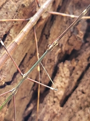 Candovia annulata
