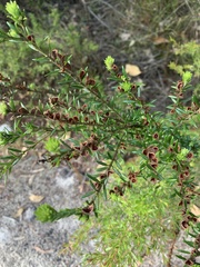 Aotus lanigera