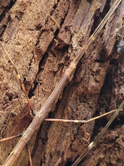 Candovia annulata