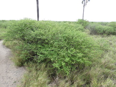 Dichrostachys cinerea