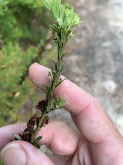 Aotus lanigera