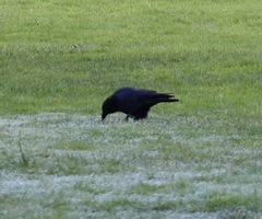 Corvus corone