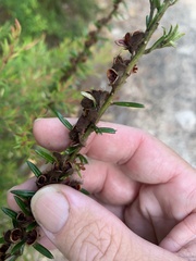 Aotus lanigera