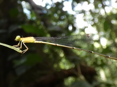 Metaleptobasis foreli