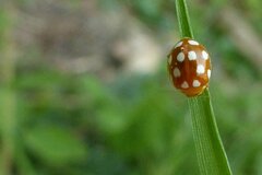 Vibidia duodecimguttata