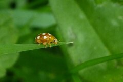 Vibidia duodecimguttata