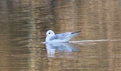 Chroicocephalus ridibundus