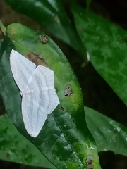 Acropteris striataria
