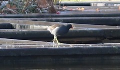 Gallinula chloropus