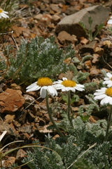Richteria pyrethroides