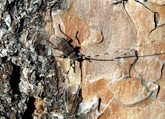 Acanthocinus aedilis