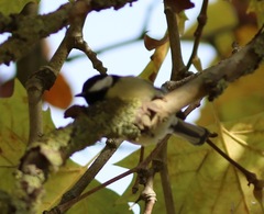 Parus major