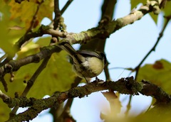 Parus major